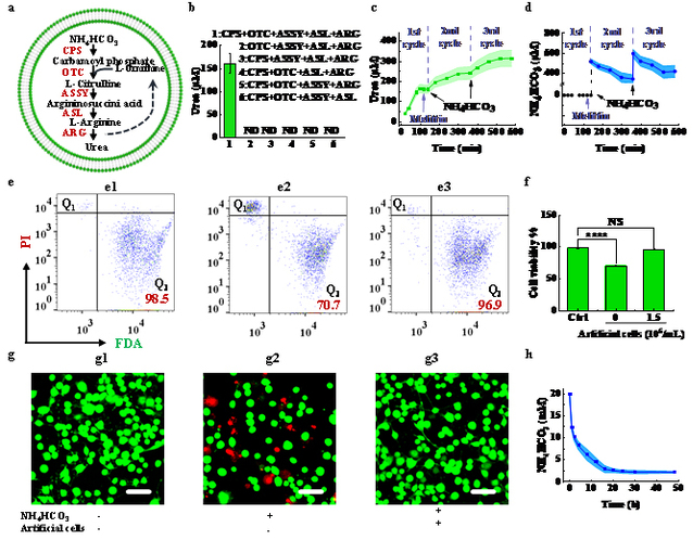 Профессор Хань Сяоцзюнь со своей научной группой достиг новых результатов в опытах по созданию искусственных клеток