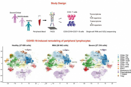 Исследовательская группа профессора Хуан Чживэя раскрывает характеристики адаптивного иммунного ответа у пациентов с тяжелой и легкой новой короновирусной пневмонией