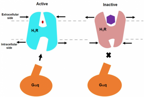 Исследовательская группа Хэ Юаньчжэн из Центра наук о жизни раскрыла крио-ЭМ структуру комплекса человеческого гистаминового рецептора H1R/Gq