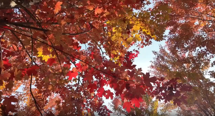 ХПУ Осенний фестиваль листьев